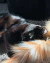 magg0tfleshh Altpins Profile Picture