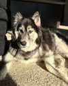 magg0tfleshh Altpins Profile Picture
