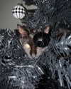 magg0tfleshh Altpins Profile Picture