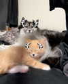 magg0tfleshh Altpins Profile Picture