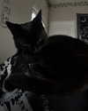 magg0tfleshh Altpins Profile Picture