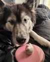 magg0tfleshh Altpins Profile Picture