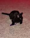magg0tfleshh Altpins Profile Picture