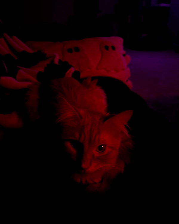 magg0tfleshh instagram image archive image