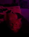 magg0tfleshh Altpins Profile Picture