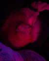 magg0tfleshh Altpins Profile Picture