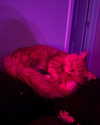 magg0tfleshh Altpins Profile Picture