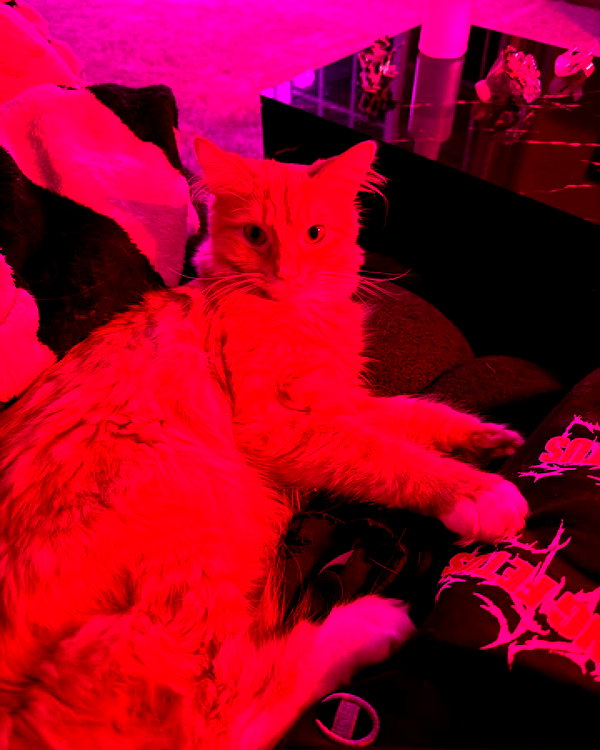 magg0tfleshh instagram image archive image