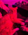 magg0tfleshh Altpins Profile Picture