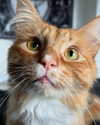 magg0tfleshh Altpins Profile Picture