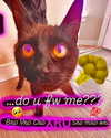 magg0tfleshh Altpins Profile Picture