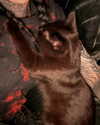 magg0tfleshh Altpins Profile Picture