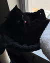 magg0tfleshh Altpins Profile Picture