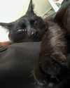 magg0tfleshh Altpins Profile Picture
