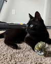 magg0tfleshh Altpins Profile Picture