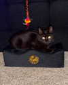 magg0tfleshh Altpins Profile Picture