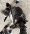 magg0tfleshh Altpins Profile Picture