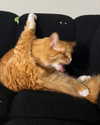 magg0tfleshh Altpins Profile Picture
