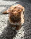 magg0tfleshh Altpins Profile Picture