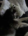 magg0tfleshh Altpins Profile Picture