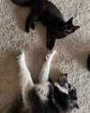 magg0tfleshh Altpins Profile Picture
