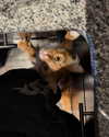 magg0tfleshh Altpins Profile Picture