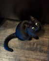 magg0tfleshh Altpins Profile Picture
