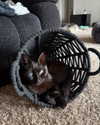 magg0tfleshh Altpins Profile Picture