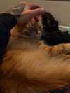 magg0tfleshh Altpins Profile Picture