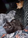 magg0tfleshh Altpins Profile Picture