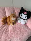 magg0tfleshh Altpins Profile Picture