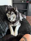 magg0tfleshh Altpins Profile Picture