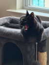 magg0tfleshh Altpins Profile Picture