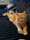 magg0tfleshh Altpins Profile Picture