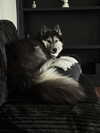 magg0tfleshh Altpins Profile Picture
