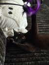 magg0tfleshh Altpins Profile Picture