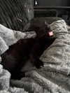 magg0tfleshh Altpins Profile Picture