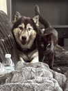 magg0tfleshh Altpins Profile Picture