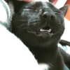 maimynyan Altpins Profile Picture