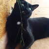 maimynyan Altpins Profile Picture