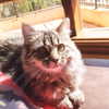 maimynyan Altpins Profile Picture