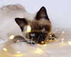 maimynyan Altpins Profile Picture
