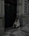 marina_gushchyn Altpins Profile Picture