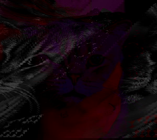 marsonargo marsonargo archive image