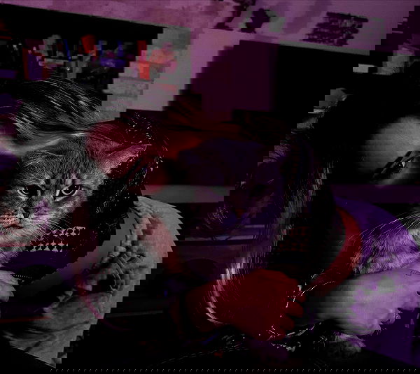 marsonargo marsonargo archive image