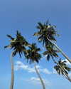mayan.cohen Altpins Profile Picture