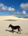 mayan.cohen Altpins Profile Picture