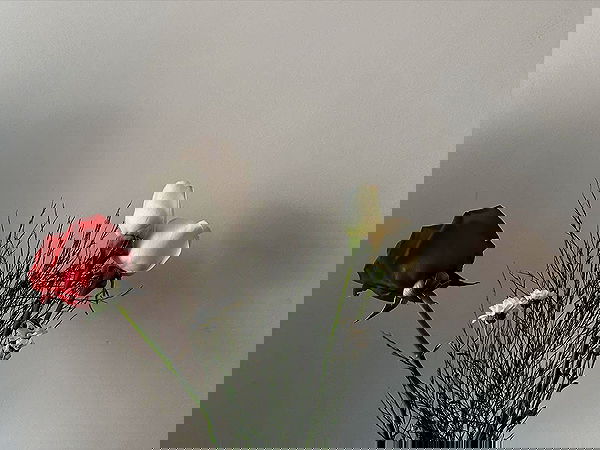 melbruno image ~ Altpins