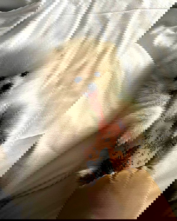 meleeva meleeva archive image