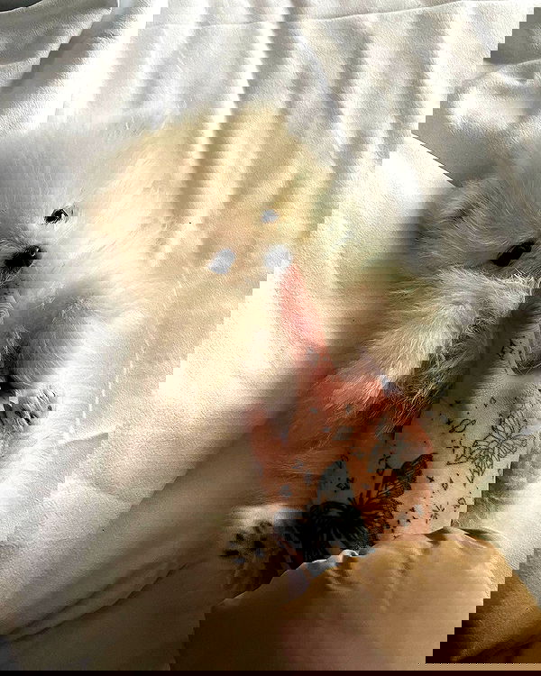 meleeva meleeva archive image